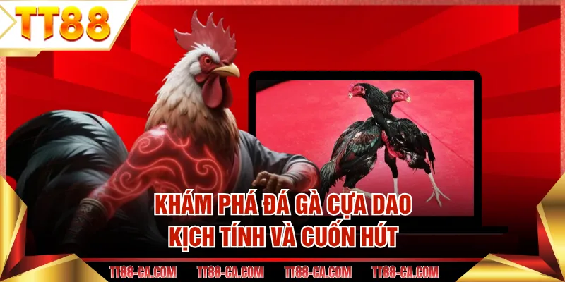 Khám phá đá gà cựa dao kịch tính và cuốn hút