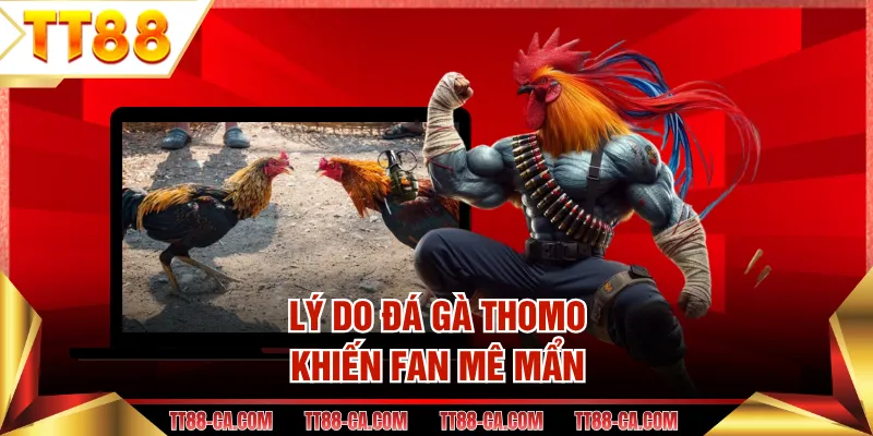 Lý do đá gà Thomo khiến fan mê mẩn