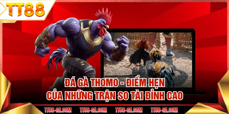 Đá Gà Thomo - Điểm Hẹn Của Những Trận So Tài Đỉnh Cao